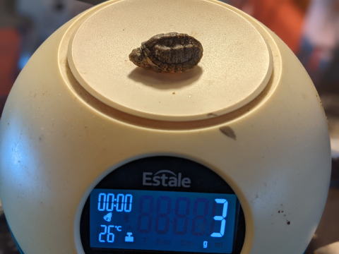 �I�I�A�^�}�q���j�I�C�K�� 2025/6/14 �̎ʐ^1