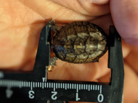 �I�I�A�^�}�q���j�I�C�K�� 2025/6/14 �̎ʐ^2