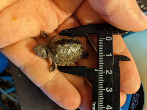 �I�I�A�^�}�q���j�I�C�K�� 2025/6/14 �̎ʐ^3