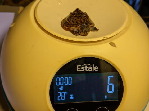 �I�I�A�^�}�q���j�I�C�K�� 2025/7/5 �̎ʐ^1