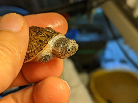 �I�I�A�^�}�q���j�I�C�K�� 2025/7/5 �̎ʐ^2