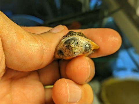 �I�I�A�^�}�q���j�I�C�K�� 2025/7/5 �̎ʐ^3