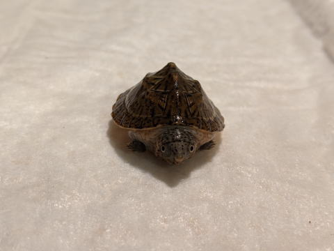 �I�I�A�^�}�q���j�I�C�K�� 2025/7/5 �̎ʐ^4