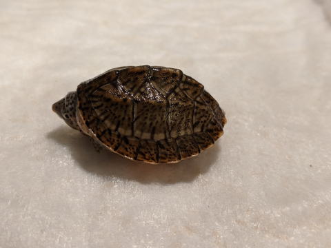 �I�I�A�^�}�q���j�I�C�K�� 2025/7/5 �̎ʐ^5