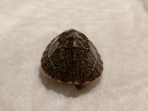 �I�I�A�^�}�q���j�I�C�K�� 2025/7/5 �̎ʐ^6