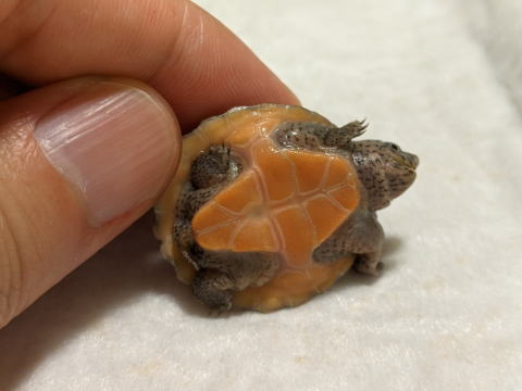 �I�I�A�^�}�q���j�I�C�K�� 2025/7/5 �̎ʐ^8