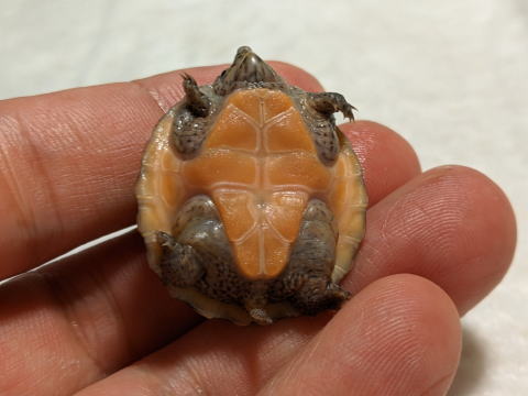 �I�I�A�^�}�q���j�I�C�K�� 2025/7/5 �̎ʐ^9