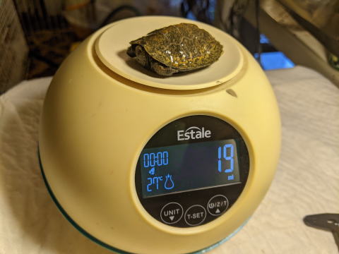 �j�z���C�V�K�� �x�r�[ �̎ʐ^ 2025.8.4�i�b���E�̐F�̗l�q�j