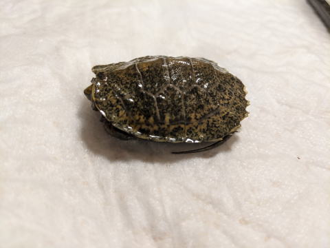 �j�z���C�V�K�� �x�r�[ �̎ʐ^ 2025.8.4�i���ʁj