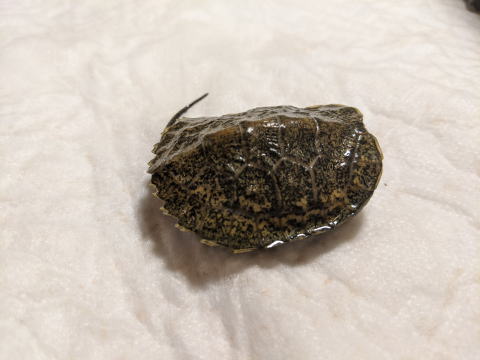 �j�z���C�V�K�� �x�r�[ �̎ʐ^ 2025.8.4�i��E�͗l�j