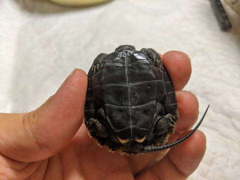 �j�z���C�V�K�� �x�r�[ �̎ʐ^ 2025.8.4�i�b���̌`�j