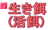 当店で取り扱っているフタホシコオロギをはじめ各種生き餌、取扱状況、お取り寄せ情報等