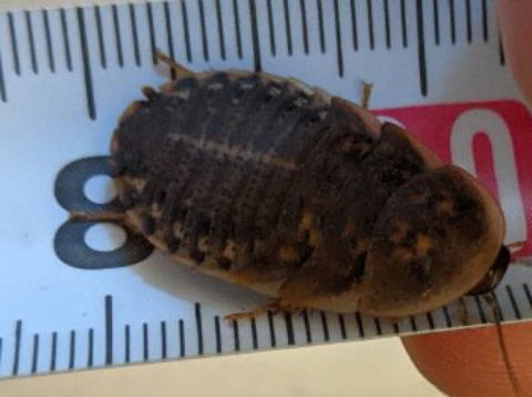 デュビアMサイズ 生き餌 高栄養ローチ 横浜 かめんちゅshop