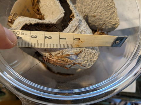 イエコオロギLサイズ 生き餌 大型爬虫類向け 横浜 かめんちゅshop