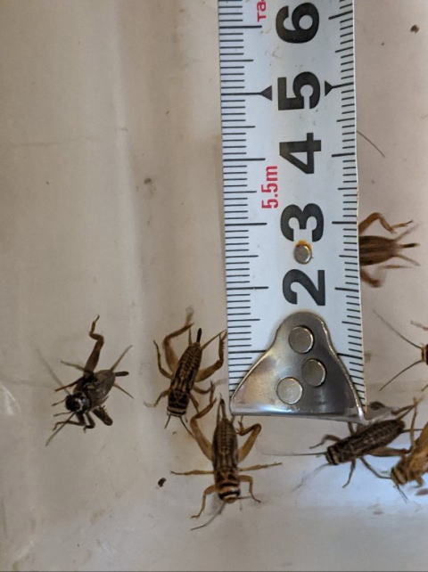 イエコオロギMSサイズ 生き餌 爬虫類・両生類用 横浜 かめんちゅshop