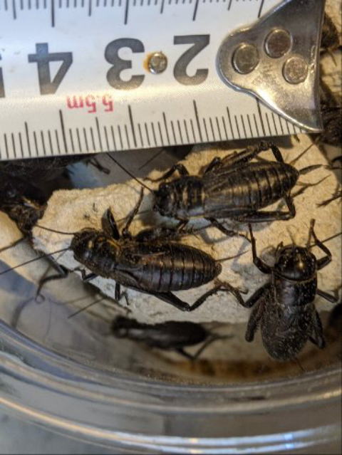 クロコオロギメガLサイズ 生き餌 大型肉食爬虫類向け