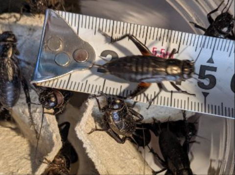 クロコオロギメガサイズ 生き餌 特大サイズ