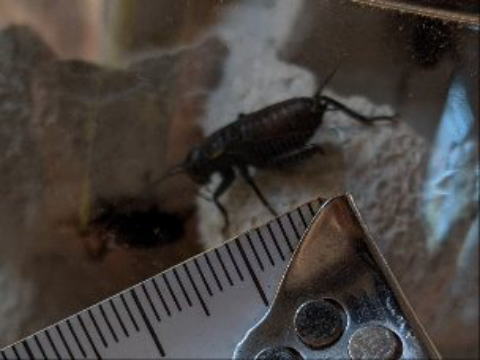 クロコオロギMSサイズ 生き餌 中型爬虫類向け