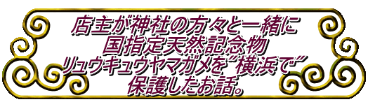 店主が神社の方々と一緒に 国指定天然記念物 リュウキュウヤマガメを"横浜で" 保護したお話。 