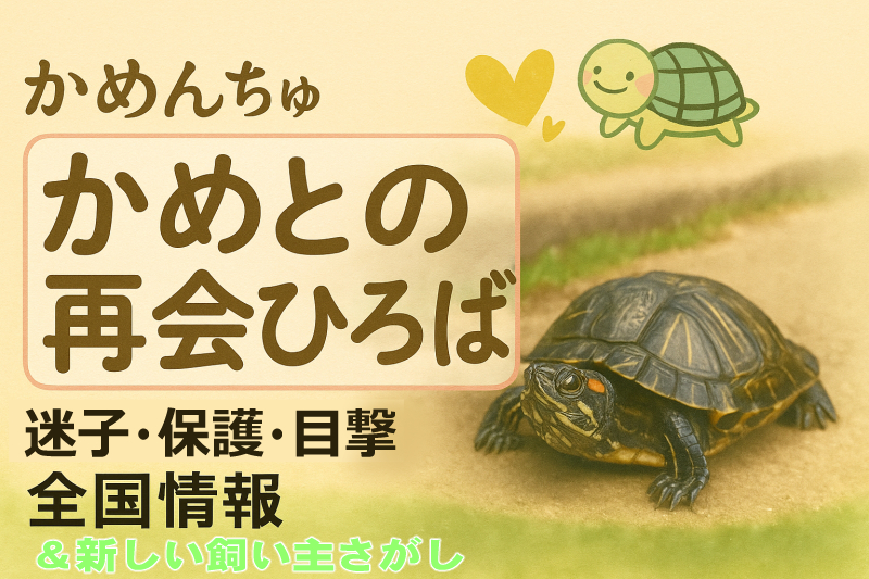 かめんちゅ　かめとの再会ひろば