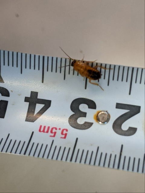 レッドローチSサイズ 生き餌 爬虫類用フード