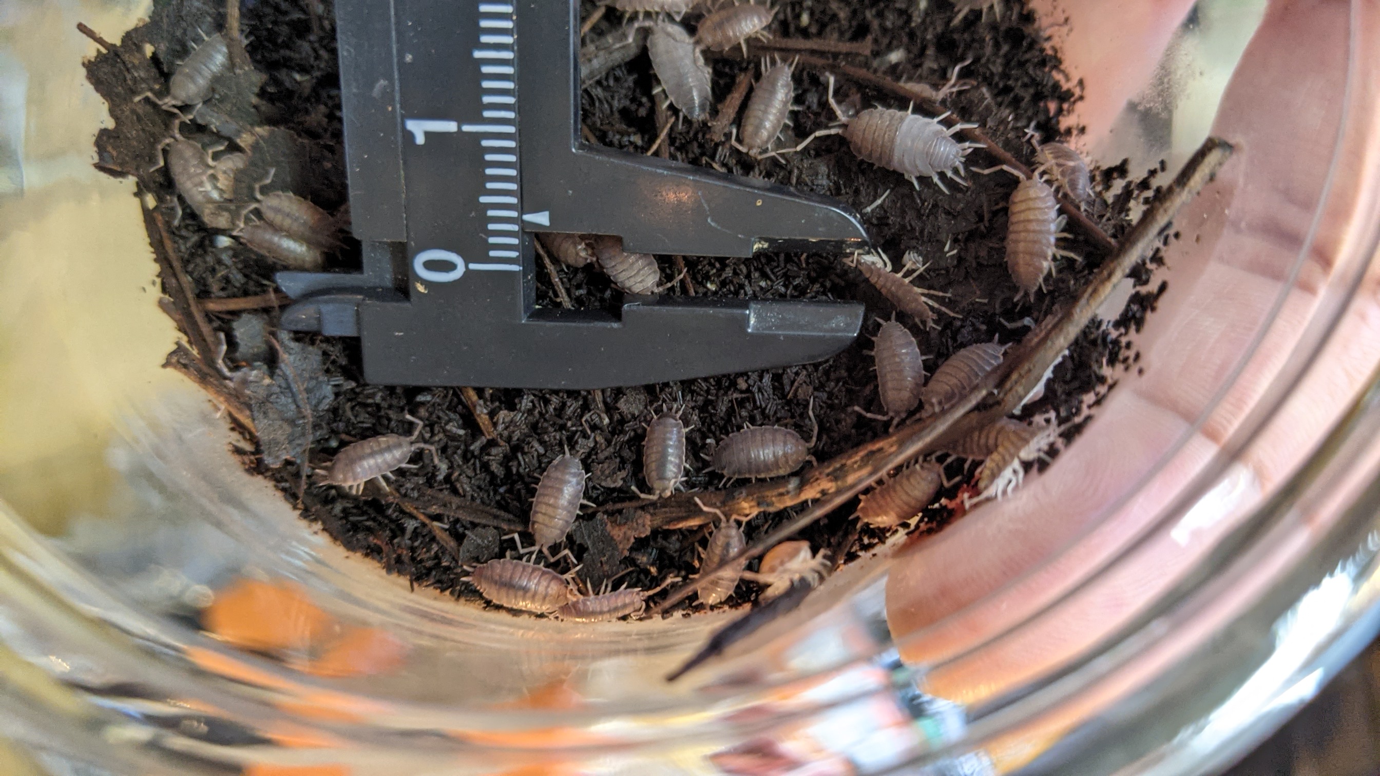 ホソワラジムシ 生き餌 爬虫類・両生類用 横浜 かめんちゅshop KEEPER2号店